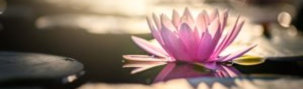 cropped-beautiful-lotus-flower-water-after-rain-garden.jpg